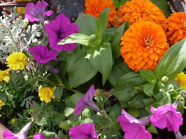 Orange and purple flower garden Container garden