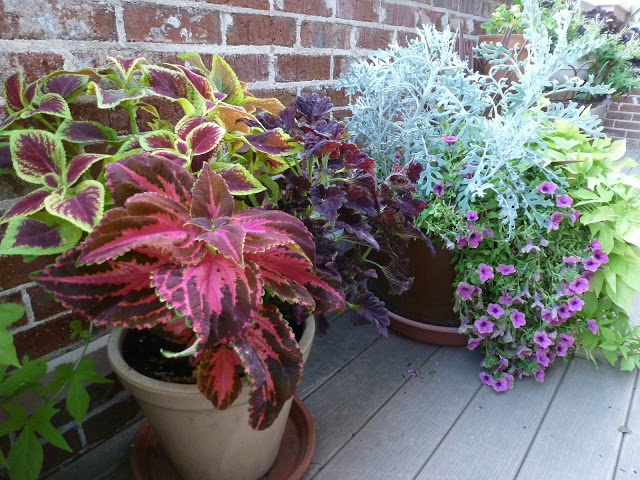 Coleus in pot