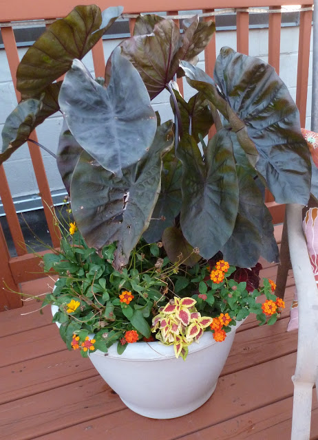 Taro plant in pot