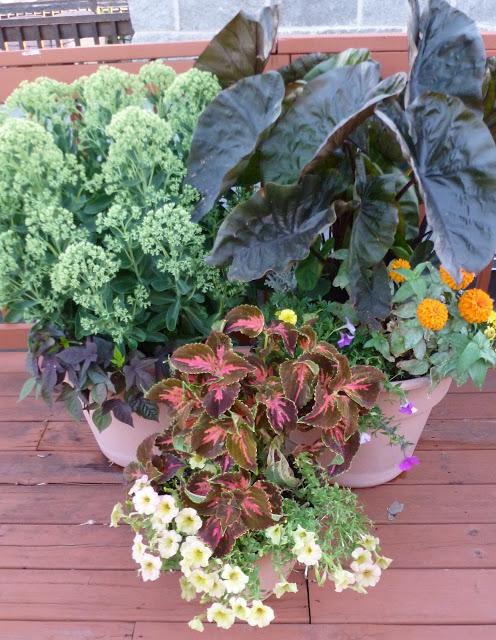 Taro and sedum in pot