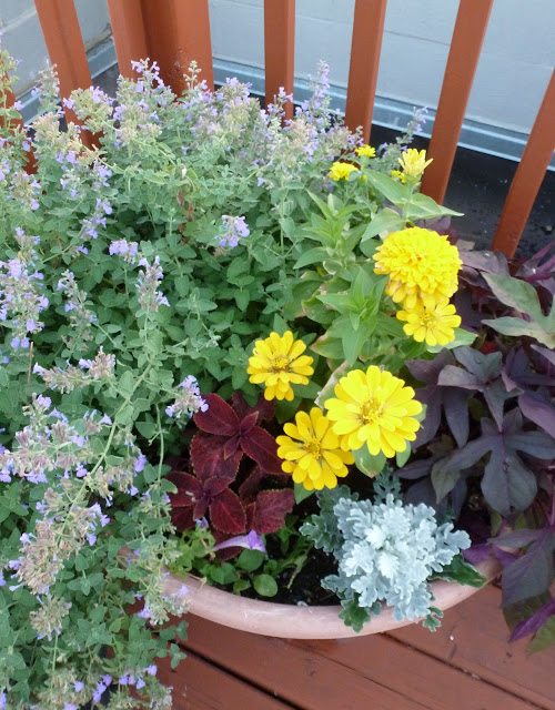 Catnip in pot