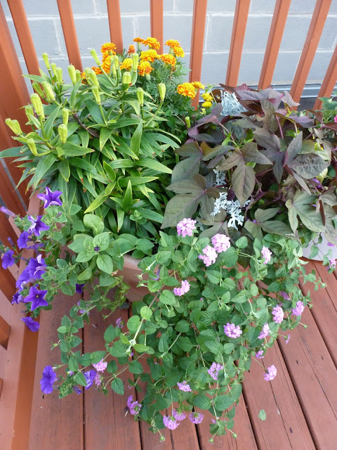 Container garden