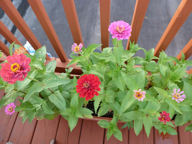 Potted zinnias