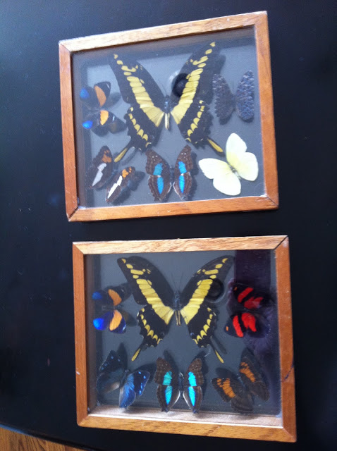 Butterfly specimens Butterfly specimens
