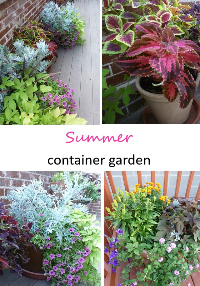 Summer container garden