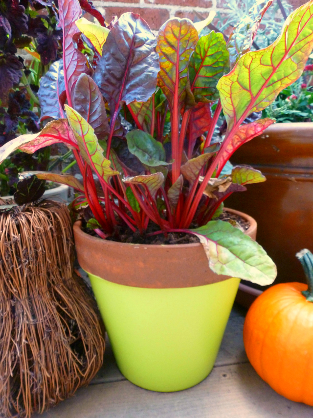 How to Transform Your Container Garden for Fall