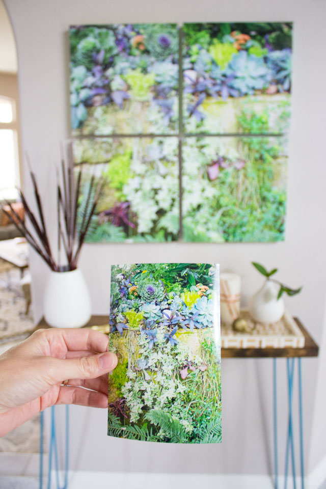 How to turn a succulent photo into canvas wall art