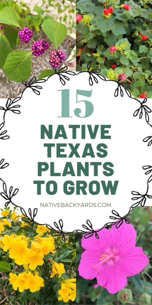 Top 15 Texas native plants to grow in your yard