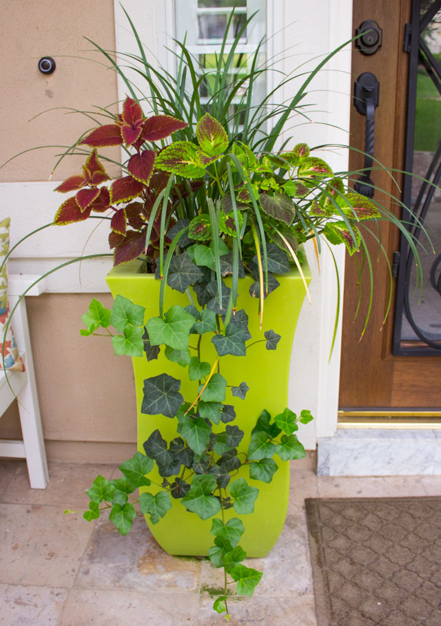 The easiest plants to keep alive if you live in Texas! #gardentips #texasgarden #texasflowers
