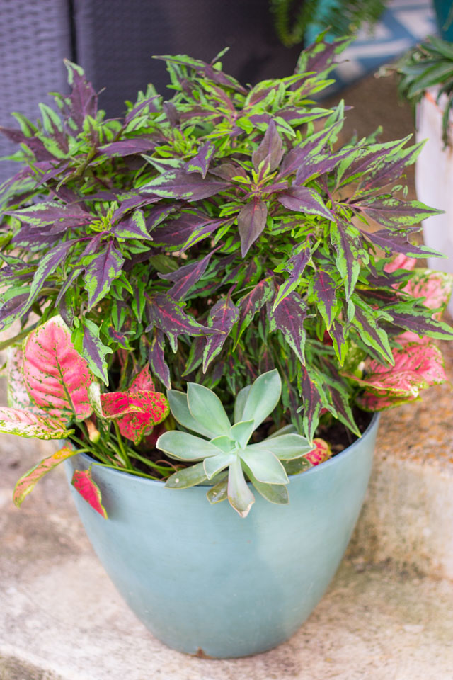 The easiest plants to keep alive if you live in Texas! #gardentips #texasgarden #texasflowers