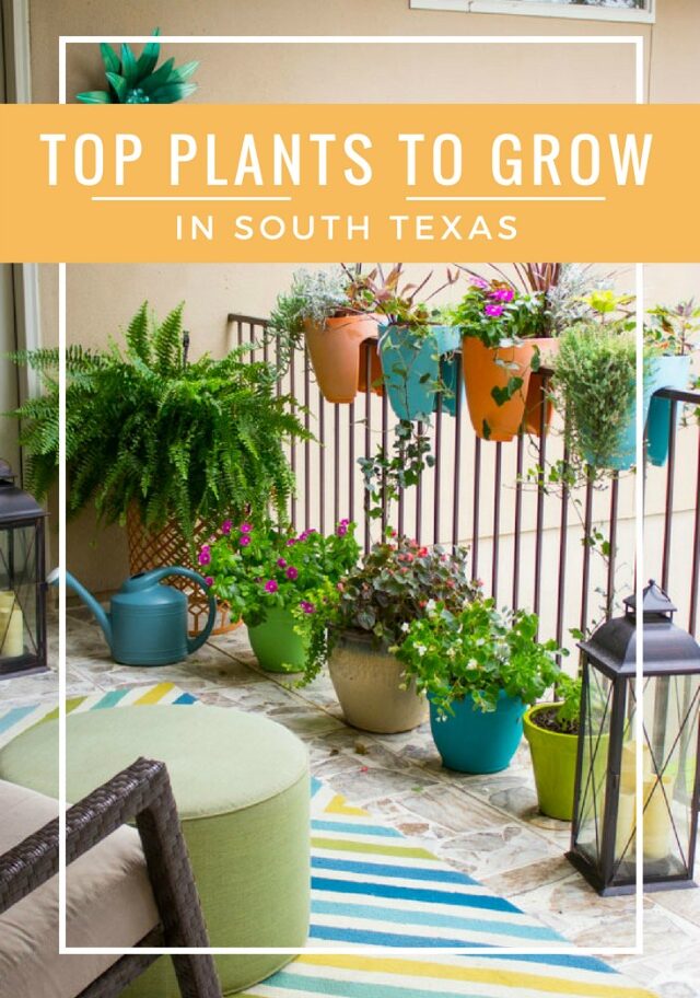 Favorite Plants To Grow In South Texas, Best Outdoor Potted Plants For Texas