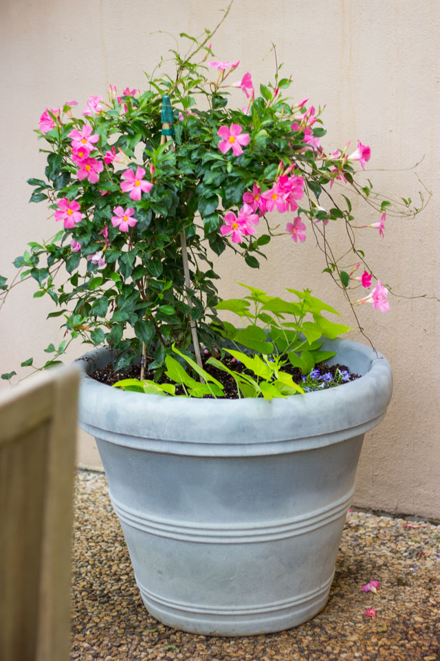 The easiest plants to keep alive if you live in Texas! #gardentips #texasgarden #texasflowers