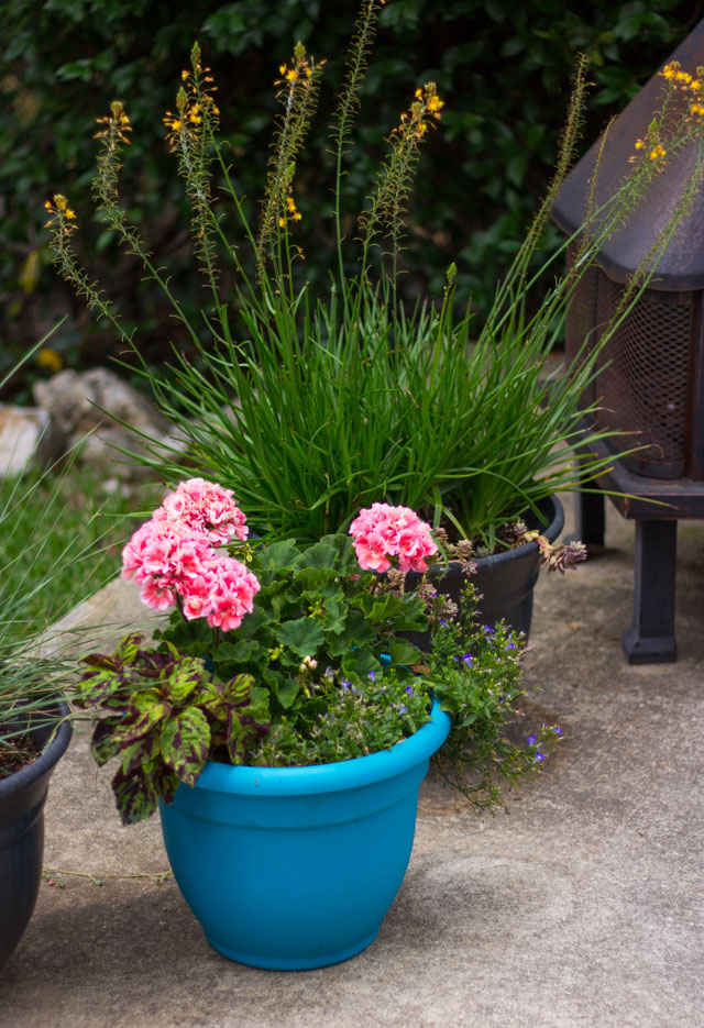 The easiest plants to keep alive if you live in Texas! #gardentips #texasgarden #texasflowers