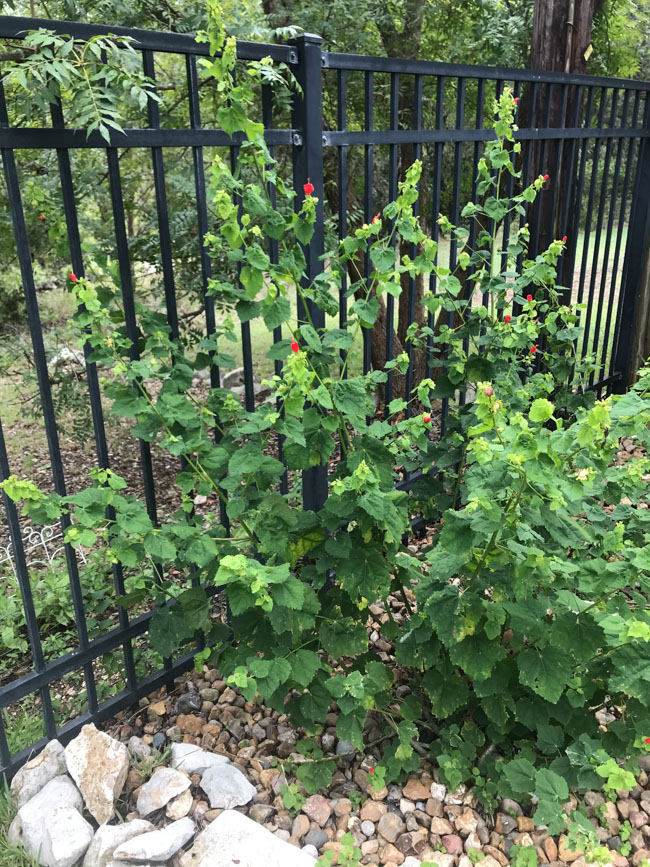 Turk's cap native Texas shade plant