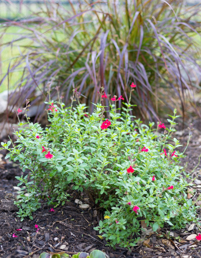 Autumn sage is a native Texas plant