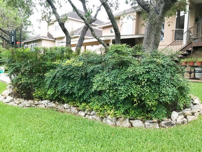 Invasive nandina in Texas landscaping