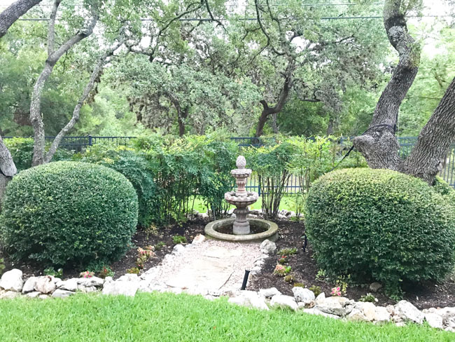Invasive nandina in Texas garden
