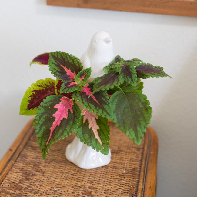 Bird vase